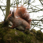 Wiewiórka na drzewie