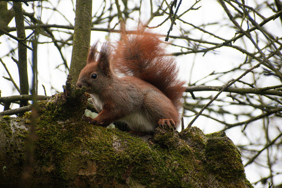 Wiewiórka na drzewie