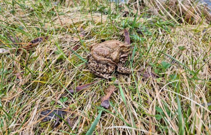 Zakończono akcję ratowania płazów przy Stawie Wrońskim Żaba na trawie